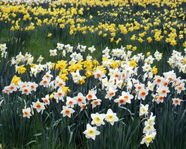 2007-03-17 Daffodil Fields.np