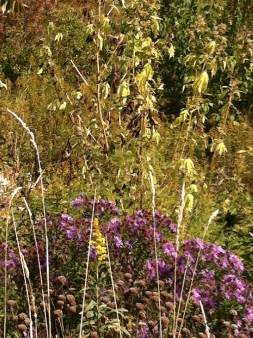 2nd photo for blog post on autumn