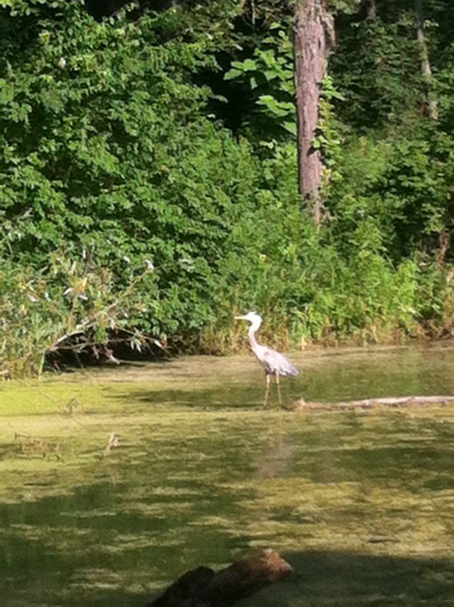 blue heron at Danada