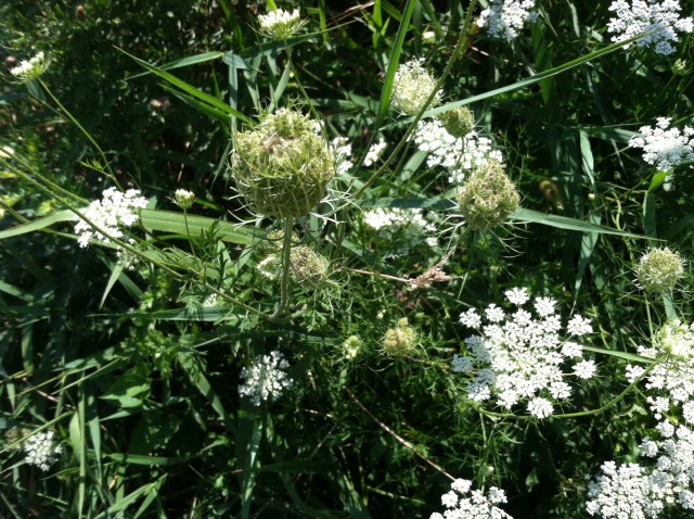 qeen anne's lace for blog post