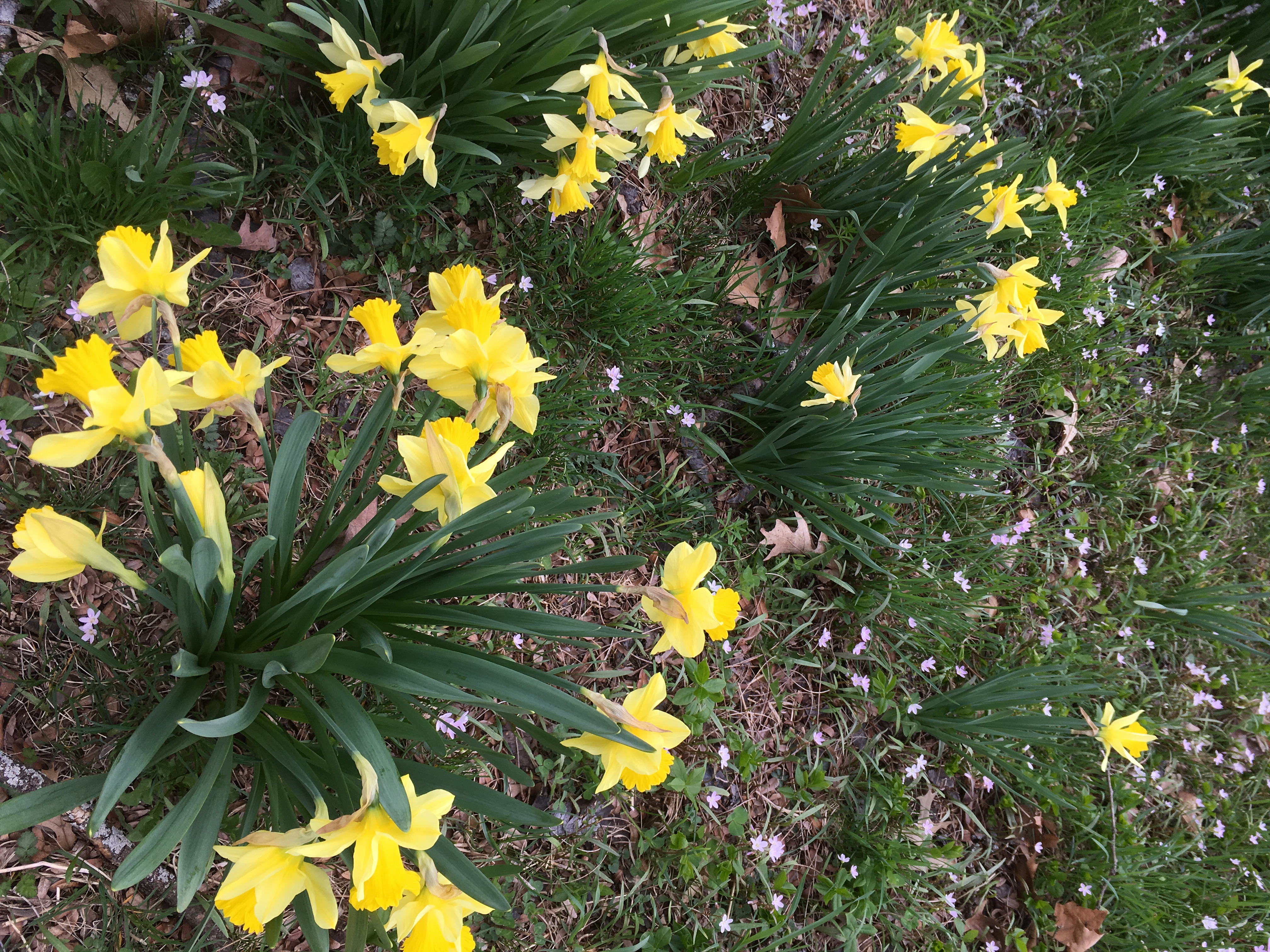 photo of daffodils that I took while enjoying a run
