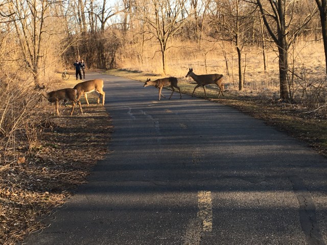picture of four deer for blog post
